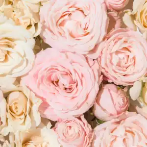 Rose hydrosol icon, no plain water base ingredient in the Rose Micellar Cleansing Water