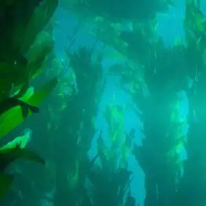 kelp