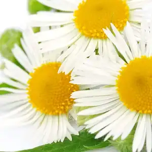 hamomile flower icon, soothing ingredient in the Rose Water Gentle Cleanser