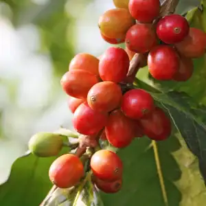 COFFEE CHERRY
