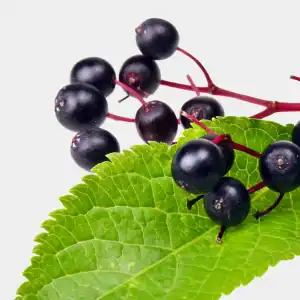 ELDERBERRY