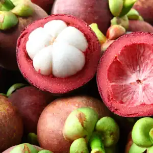 MANGOSTEEN