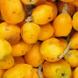 marula oil fruit