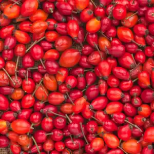 rosehip seed oil