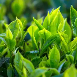 white tea